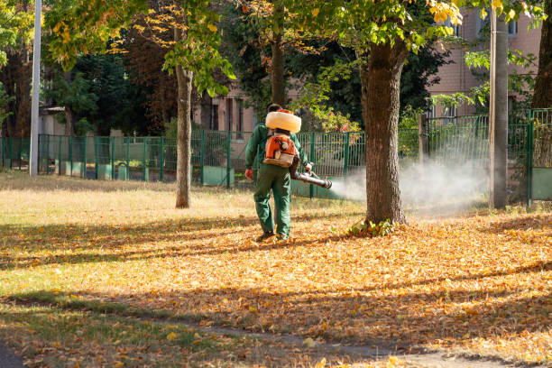 Best Affordable Pest Control Services  in Morningside, MD