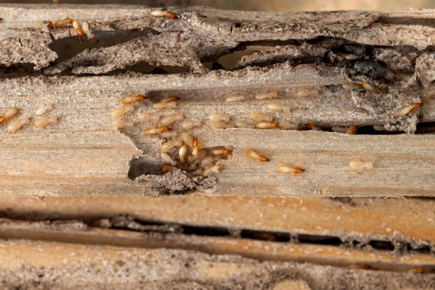Best Pest Control Near Me  in Morningside, MD