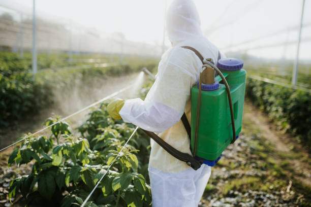 Best Termite Control Services  in Morningside, MD